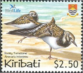 Ruddy Turnstone (Arenaria interpres)