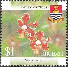 Vanda hindsii