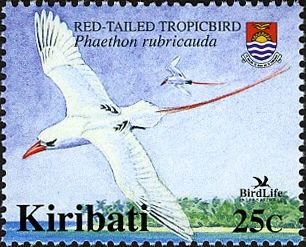 Red-tailed Tropicbird (Phaethon rubricauda)