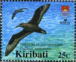 Christmas Shearwater (Puffinus nativitatis)