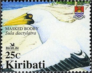 Masked Booby (Sula dactylatra)