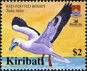 Red-footed Booby (Sula sula)
