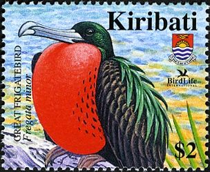 Great Frigatebird (Fregata minor)