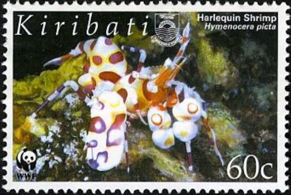 Harlequin Shrimp (Hymenocera picta)