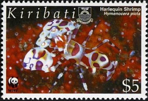 Harlequin Shrimp (Hymenocera picta)