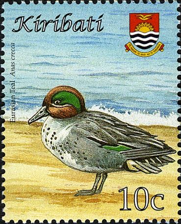 Eurasian Teal (Anas crecca)