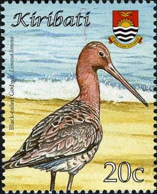Black-tailed Godwit (Limosa limosa)