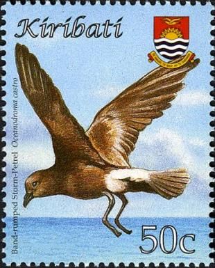 Band-rumped Storm Petrel (Oceanodroma castro)