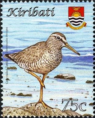 Grey-tailed Tattler (Heteroscelus brevipes)