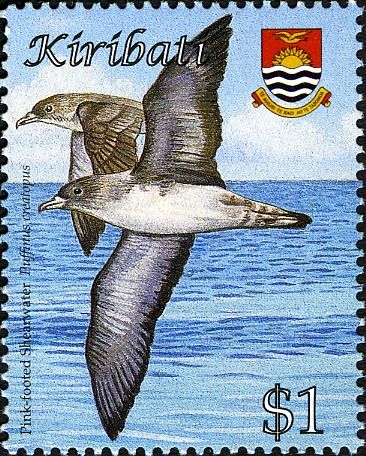 Pink-footed Shearwater (Puffinus creatopus)
