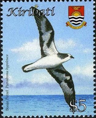 Bonin Petrel (Pterodroma hypoleuca)