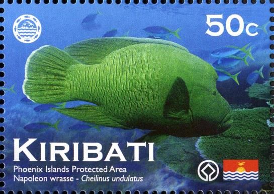Humphead Wrasse (Cheilinus undulatus)