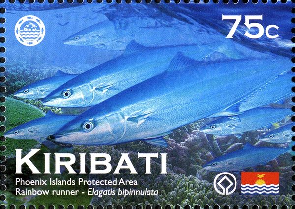 Rainbow Runner (Elagatis bipinnulata)