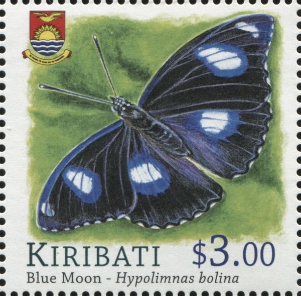 Blue Moon (Hypolimnas bolina)