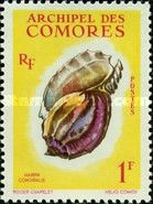 Large Harp (Harpa conoidalis)
