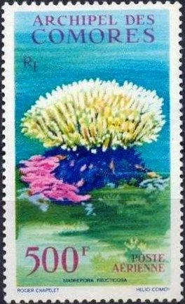 Finger Coral (Madrepora fructicosa)