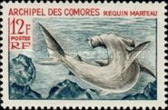 Smooth Hammerhead (Sphyrna zygaena)