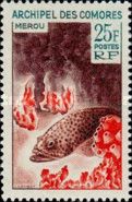 Grouper (Epinephelus sp.)