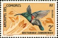 Anjouan Sunbird (Nectarinia comorensis)