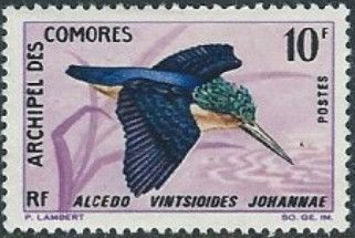 Malagasy Kingfisher (Alcedo vintsioides johannae)