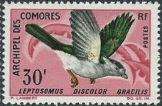 Cuckoo-roller (Leptosomus discolor gracilis)