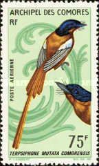 Malagasy Paradise-Flycatcher (Tersiphone mutata comorensis)