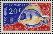 Powder Blue Tang (Acantharus leucosternon)