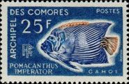 Emperor Angelfish (Pomacanthus imperator)