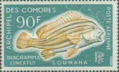 Diagonal-banded Sweetlips (Diagramma lineatus)