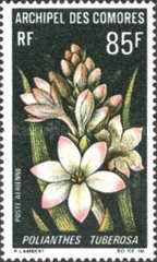 Polianthes tuberosa