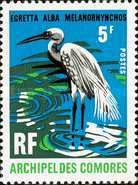 Great Egret (Egretta alba melanorhynchos)