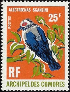 Comoro Blue-Pigeon (Alectroenas sganzini)