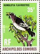 Grand Comoro Flycatcher (Humblotia flavirostris)