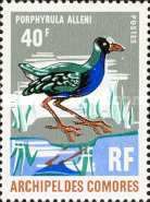 Allen's Gallinule (Porphyrula alleni)