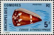 Cone Shell (Conus lithoglyphus)