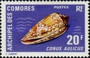 Princely Cone (Conus aulicus)