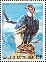 Andean Condor (Vultur gryphus)