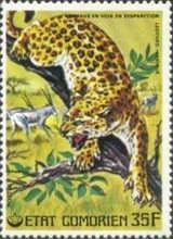 Leopard (Panthera pardus)