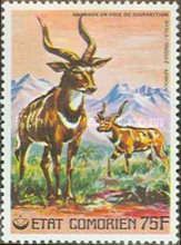 Mountain Nyala (Tragelaphus buxtoni)