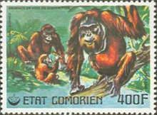 Bornean Orangutan (Pongo pygmaeus)