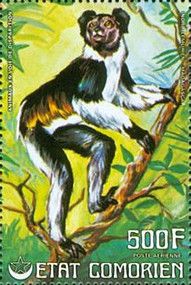 Indri (Indri indri)