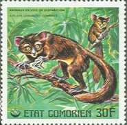 Aye-aye (Daubentonia madagascariensis)