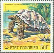 Galapagos Giant Tortoise (Testudo elephantopus)