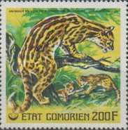 Ocelot (Felis pardalis)