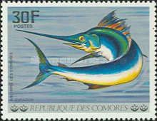 Swordfish (Xiphias gladius)