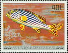 Oriental Sweetlips (Plectorhinchus vittatus)