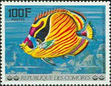 Raccoon Butterflyfish (Chaetodon Lunula)