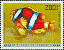 Orange Clownfish (Amphiprion percula)