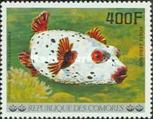Blackspotted Puffer (Arothron nigropunctatus)
