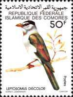 Cuckoo-roller (Leptosomus discolor)